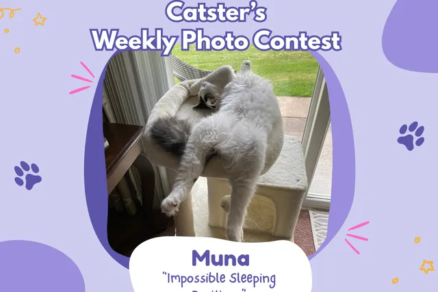Catster’s Weekly Photo Contest Winners: Impossible Sleeping Positions (March 5, 2026)