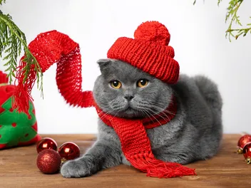 8 Cat Christmas Photo Ideas for the Purrfect Holiday Photoshoot