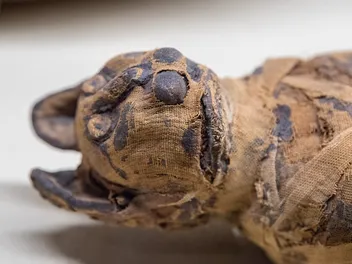 Cat Mummies: History, Facts & Where They Are Now