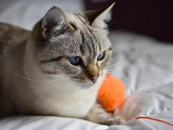 Can Cats Have Autism? Vet-Verified Facts & Science