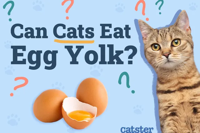 Can Cats Eat Egg Yolk? Vet-Approved Nutrition Facts