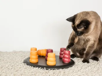 What Colors Do Cats Like? Vet-Reviewed Facts & Preferences Revealed