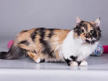 Can a Munchkin Cat Jump? Vet-Approved Facts