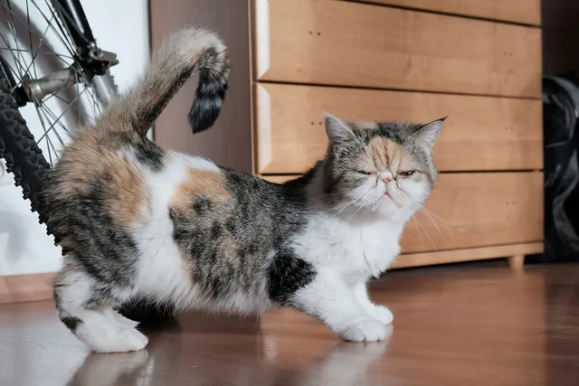 How to Calm a Cat in Heat: Our Vet Gives 6 Effective Remedies
