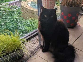 How to Stay the Same for 10 Million Years - A Cat's Guide to Evolutionary Success (and Domination)