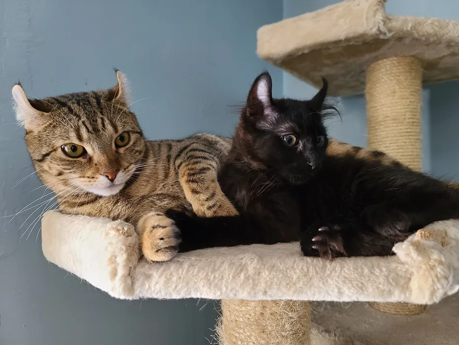 two highlander kitten on a cat tree