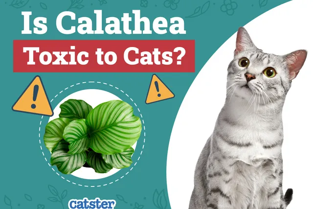 Is Calathea Toxic to Cats? Vet-Reviewed Houseplants Examined