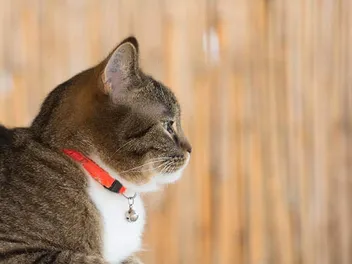 Should Cats Wear Collars? Our Vet Answers Explains the Pros & Cons