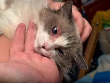 Cat Dermatitis: Our Vet Explains the Causes, Signs, Treatment