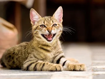 Do Cats Hiss When They Play Or Are They Fighting? Feline Behaviour Explained (Vet-Verified)