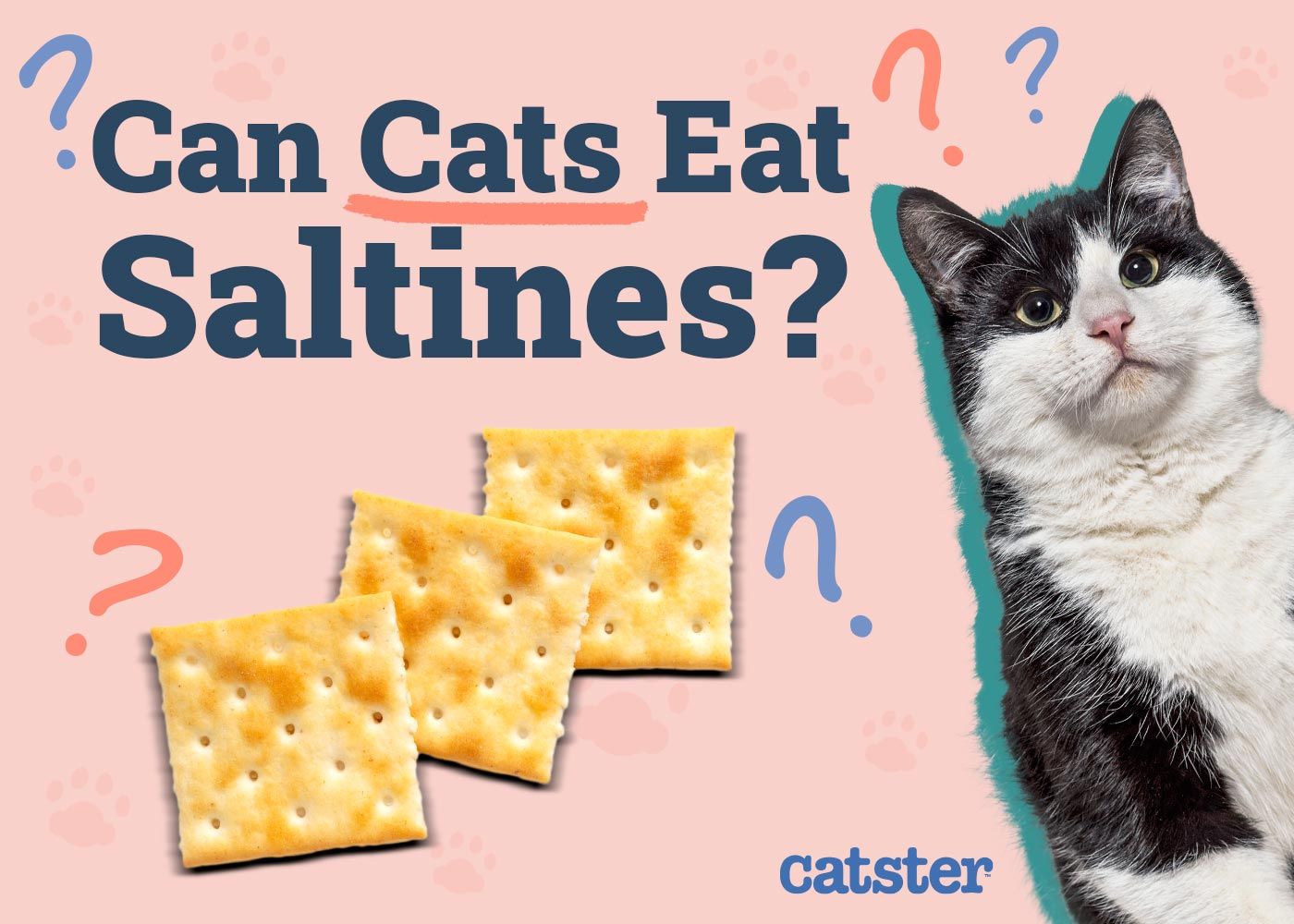 Can Cats Eat Saltines