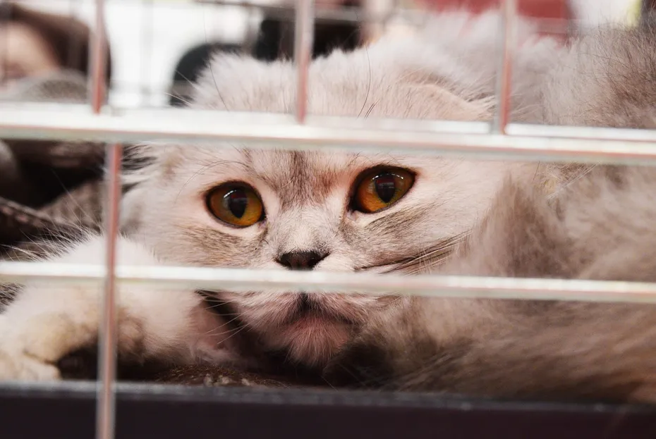 cat inside a cage