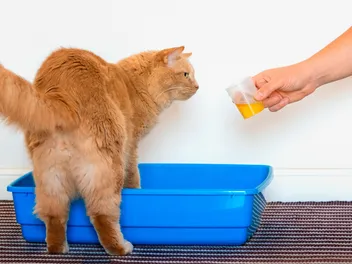 Why Is My Cat Peeing Blood? Our Vet Explains Causes, Treatments & FAQ