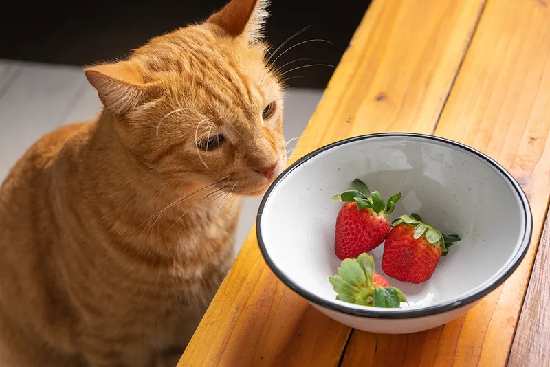 orange cat looking at the strawberries in the bowl