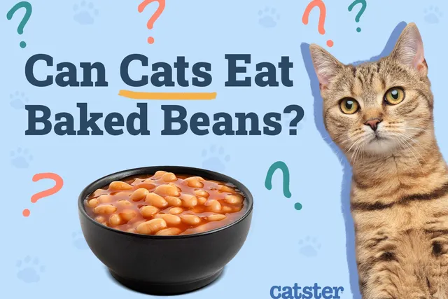 Can Cats Eat Baked Beans? Vet-Reviewed Risks & Alternatives