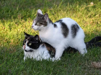 How to Stop a Male Cat From Mounting: 7 Vet-Reviewed Reasons & What To Do