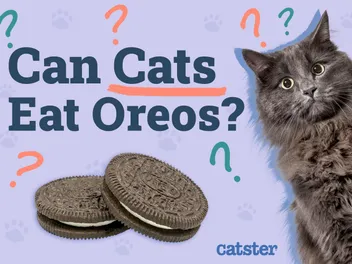Can Cats Eat Oreos? Vet-Approved Nutritional Facts