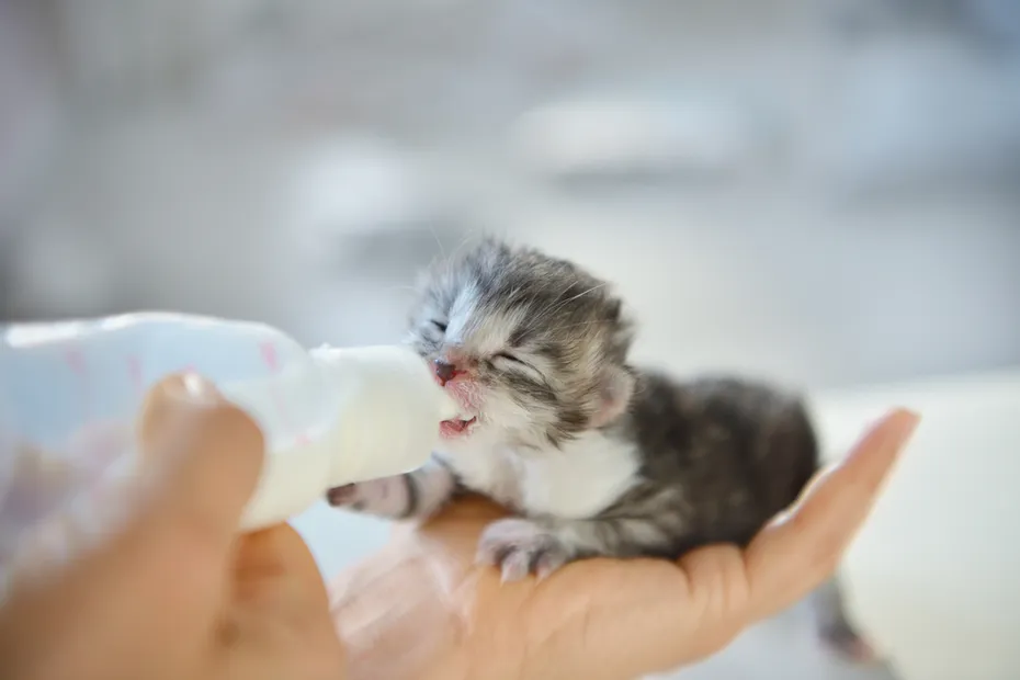 Woman feeding newborn kitten with bottle of milk over white background