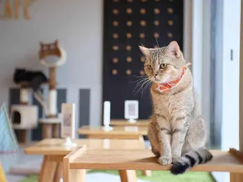 When Did Cat Cafés Become Popular? History & How They Work