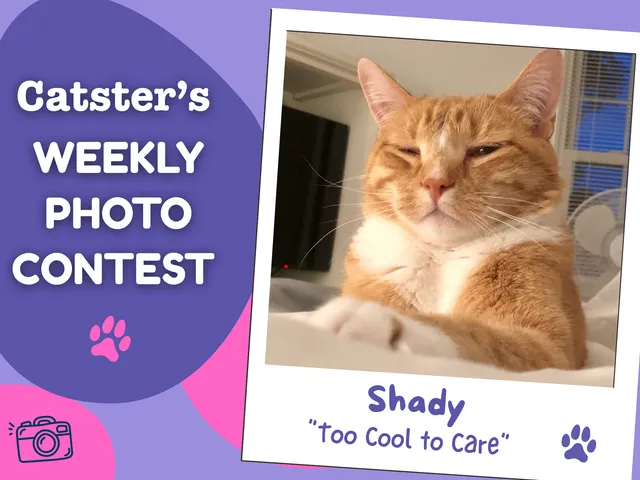 Catster’s Weekly Photo Contest Winners: Too Cool to Care (October 12, 2026)