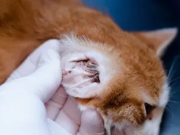 How to Tell If My Cat Has Ear Mites: 5 Vet-Reviewed Signs To Look For