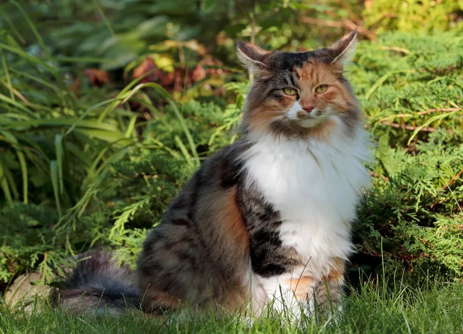shaded tortoiseshell norwegian forest cat sitting in the backyard