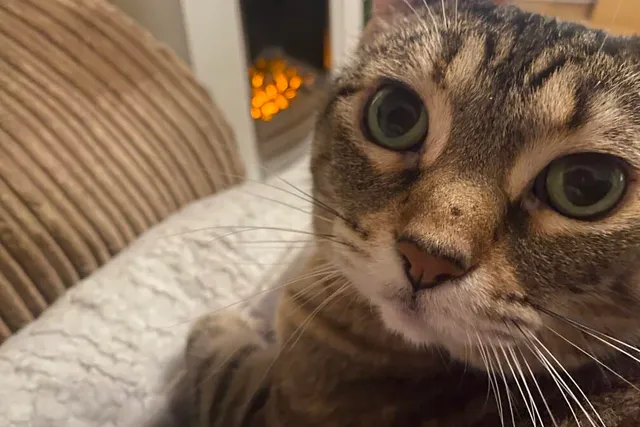 Cats, Humans, & Mental Health: Dr. Lauren's Thoughts on Well-Being & Reciprocity