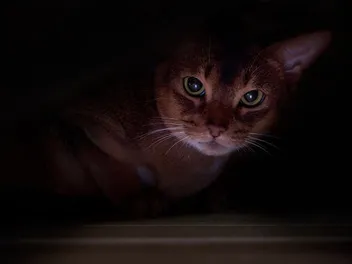 Why Do Cats Like Hiding in Dark Places? 5 Vet-Reviewed Reasons