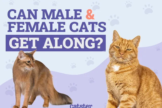 Can a Male and Female Cat Get Along? Vet-Reviewed Info