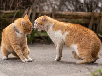 Why Does My Cat Hate Other Cats? 6 Vet-Verified Possible Reasons