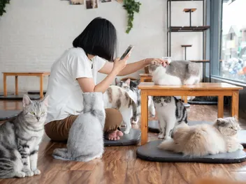 How to Open a Cat Café in 2026 (10 Crucial Steps)