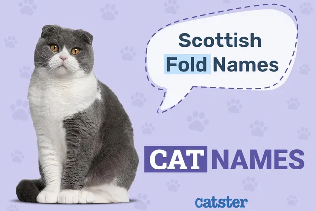 230 Adorable Scottish Fold Cat Names: Meaningful Ideas for Your Kitty