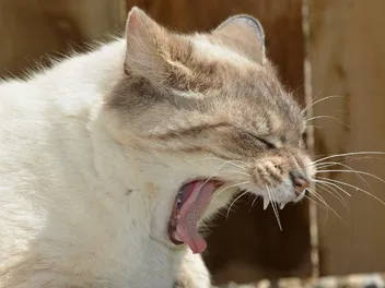 How to Tell if a Cat Is Choking: 6 Vet-Reviewed Signs & What to Do