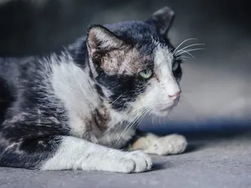 Will Cat Fur Grow Back Over Scar Tissue? Vet Reviewed Facts & FAQs