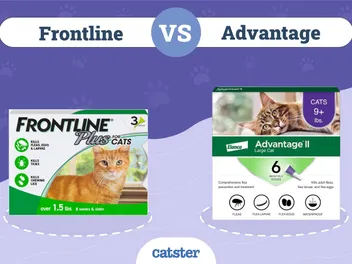 Frontline vs. Advantage for Use in Cats: Our Vet Explains the Differences