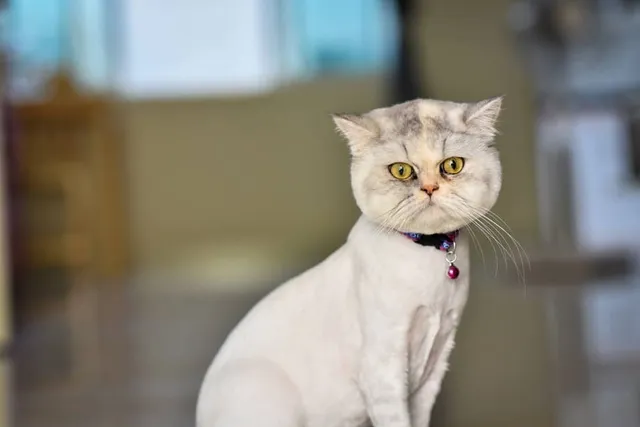 Shaving Your Cat: Vet Verified Pros & Cons