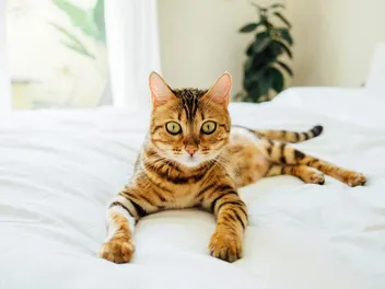 How to Keep Cats Off an Air Mattress: 9 Vet-Approved Methods