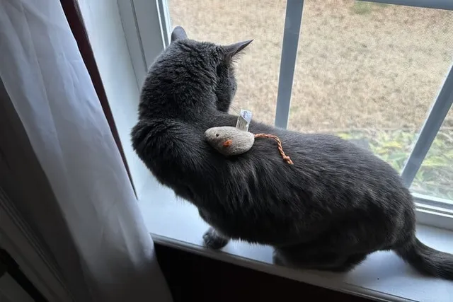 Ways I Irritate My Cat: What Olga Endures