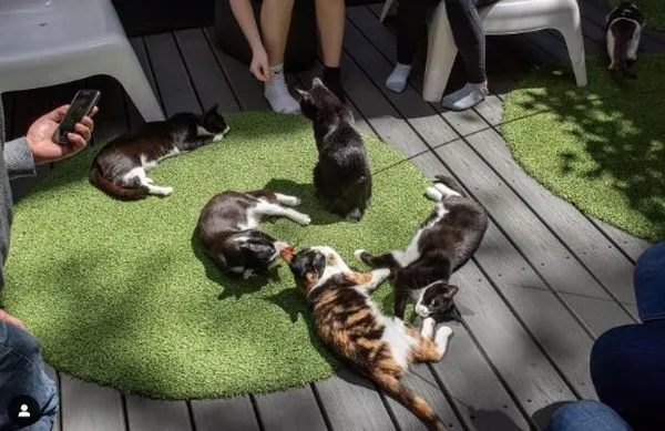 Koneko Cat Café