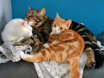The Battle of the Sexes - Which One Makes A Better Pet?