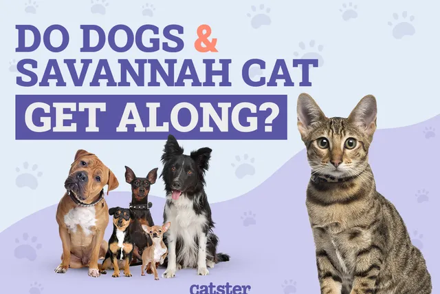 Do Savannah Cats Get Along With Dogs? Our Vet Answers & Provides Introduction Tips