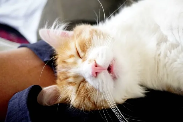 Is Cat Snoring Normal? Facts & When to Worry