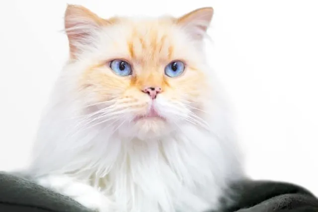 Flame Point Himalayan Cat Breed Info: Pictures, Temperament & Traits