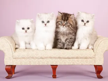 Persian Kittens for Sale in Michigan: Breeders List 2026