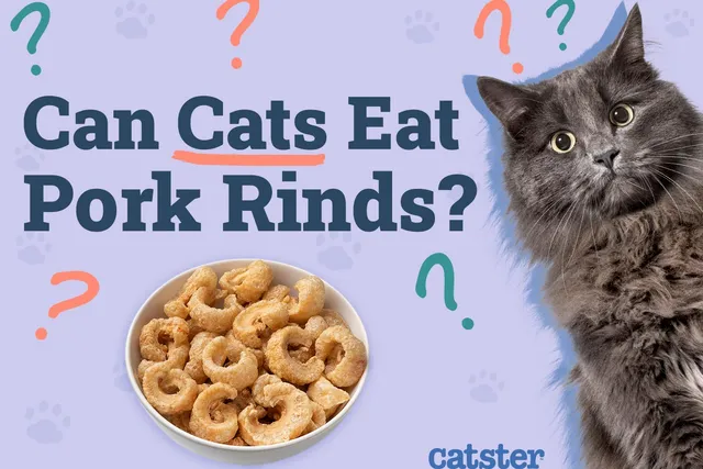 Can Cats Eat Pork Rinds? Vet-Reviewed Facts & FAQ