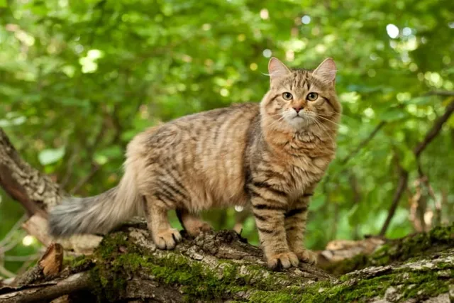 Siberian Cat Grooming: 4 Vet-Approved Tips & Tricks