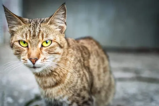 Pancreatic Cancer in Cats: Our Vet Explains the Causes, Signs & Care