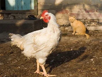 Do Cats Attack Chickens? Can They Coexist? Vet-Reviewed Precautions