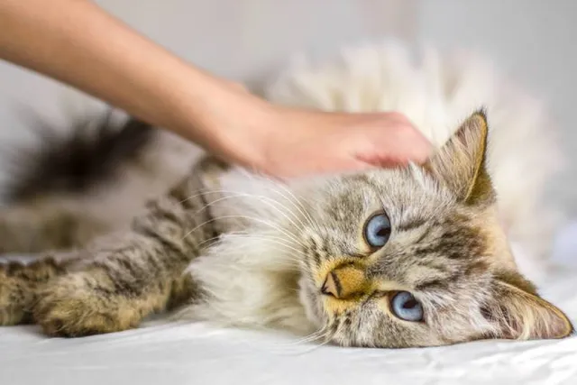 Radial Nerve Paralysis in Cats: Our Vet Explains Signs, Causes & Treatments