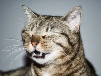 What Is the Flehmen Response in Cats? Our Vet Answers